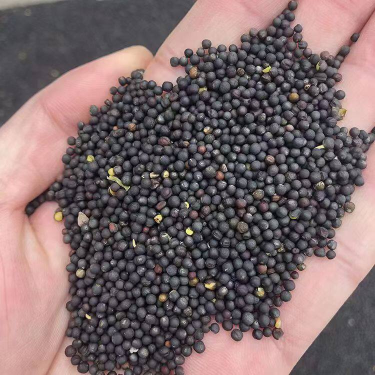 油菜籽2026新货油菜籽榨油观赏发芽食用农家自制五谷杂粮食品