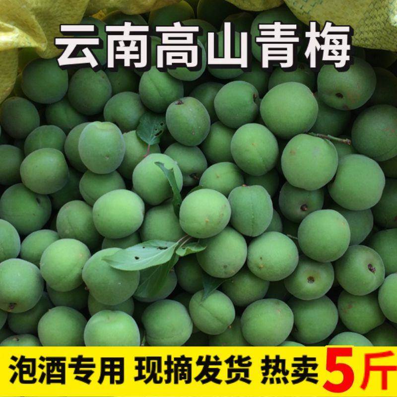 现摘云南高山野生青梅鲜果泡酒酵素果酱专用生酸梅子果农直发