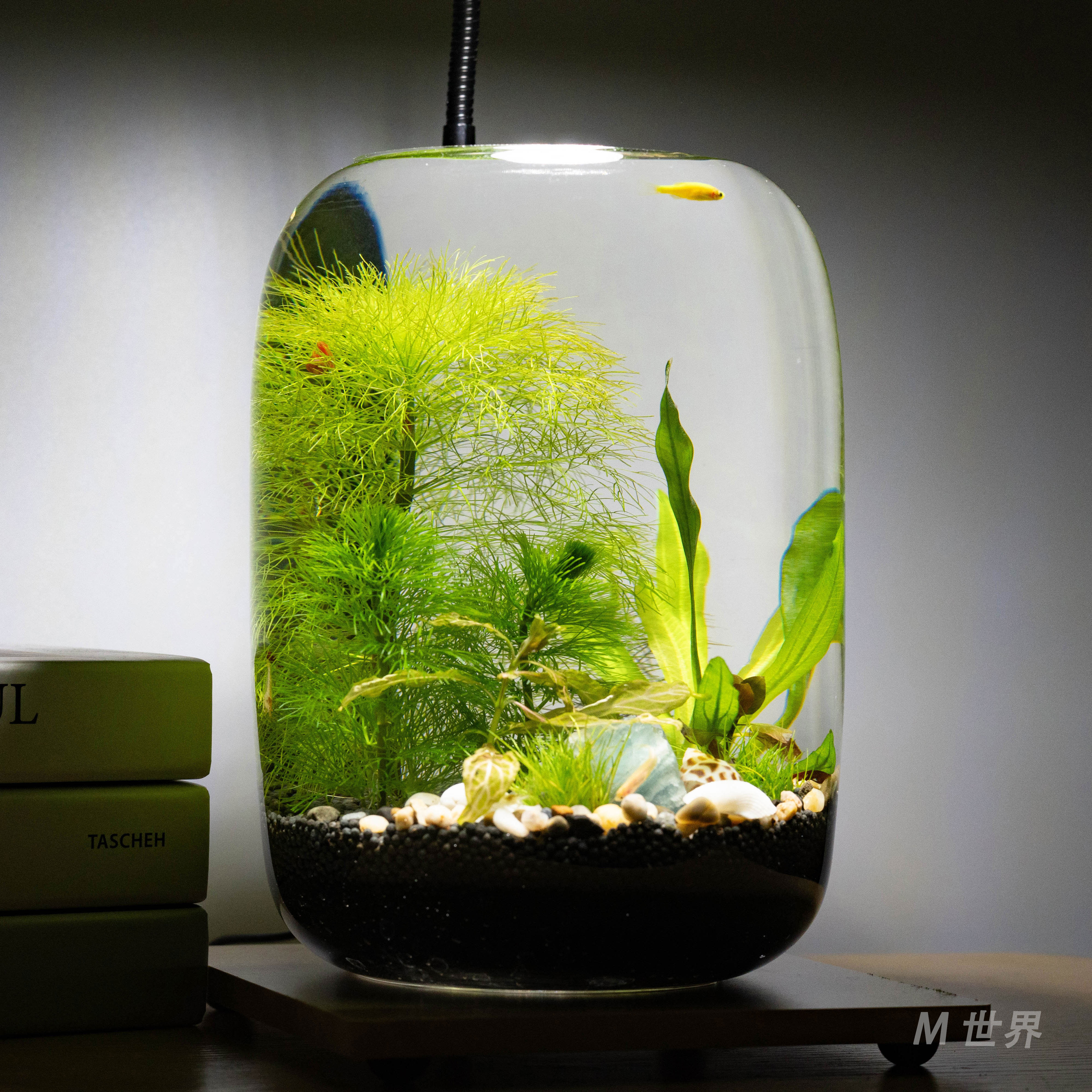 生态缸微景观生态缸水草小鱼鱼缸玻璃桌面虾办公室养鱼小鱼缸放松