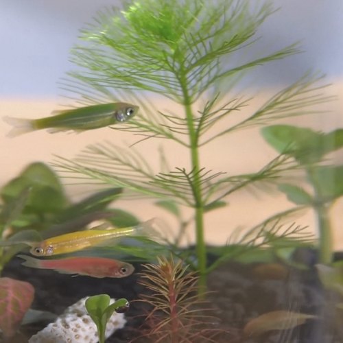斑马鱼青鳉鱼清洁米虾苹果螺生态瓶小缸专用