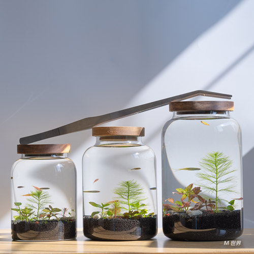 生态瓶子空瓶小鱼缸玻璃海藻球时尚精致高硼硅高透鱼缸储物罐