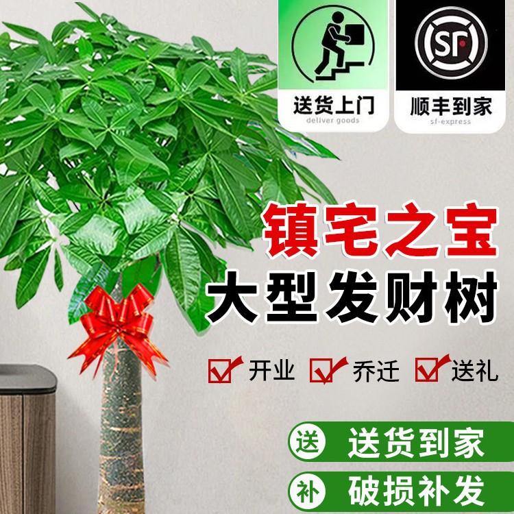 图迩发财树大型盆栽室内绿植客厅大棵植物步步高树办公室乔迁