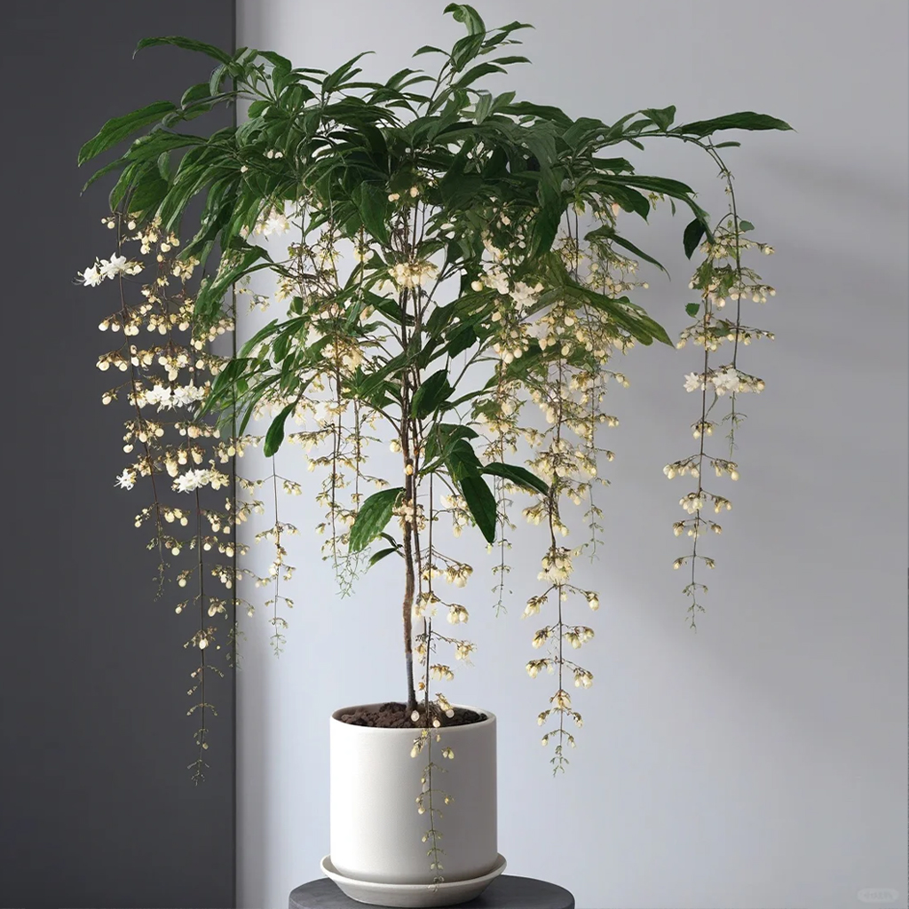 【两小时达】垂丝茉莉带花苞盆栽室内阳台垂钓生日开业乔迁送礼