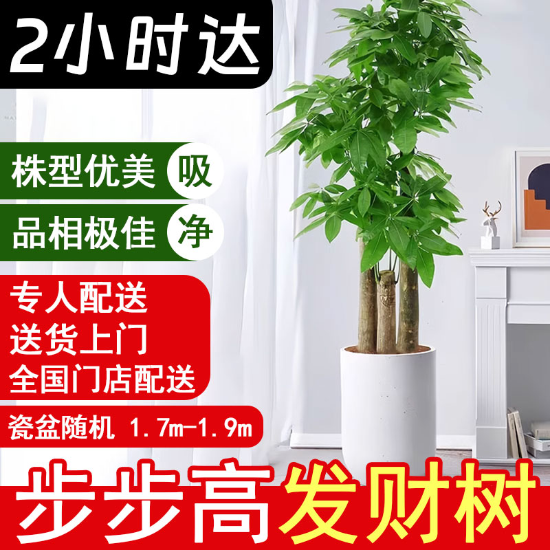 发财树大颗盆栽三杆步步高绿植