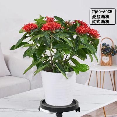 Onlyyou花卉绿植物盆栽盆景送礼