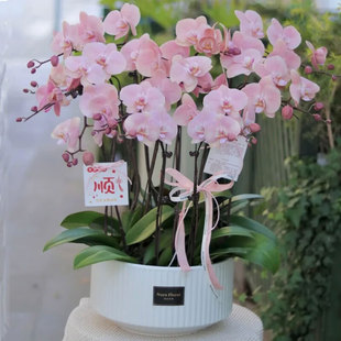 罗马蝴蝶兰带花苞花剑花盆真花花卉盆栽生日开业乔迁 两小时达