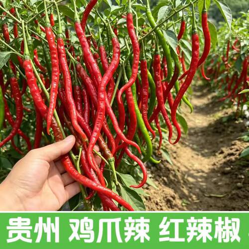 贵州毕节鸡爪辣红辣椒现摘现发