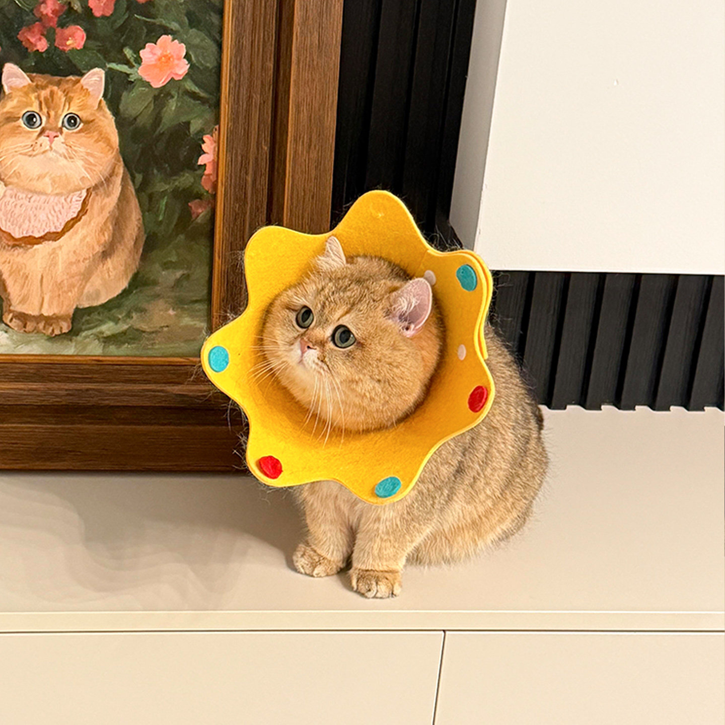 伊丽莎白圈猫咪小型犬可调节项圈防舔咬绝育耻辱圈宠物狗狗软头套