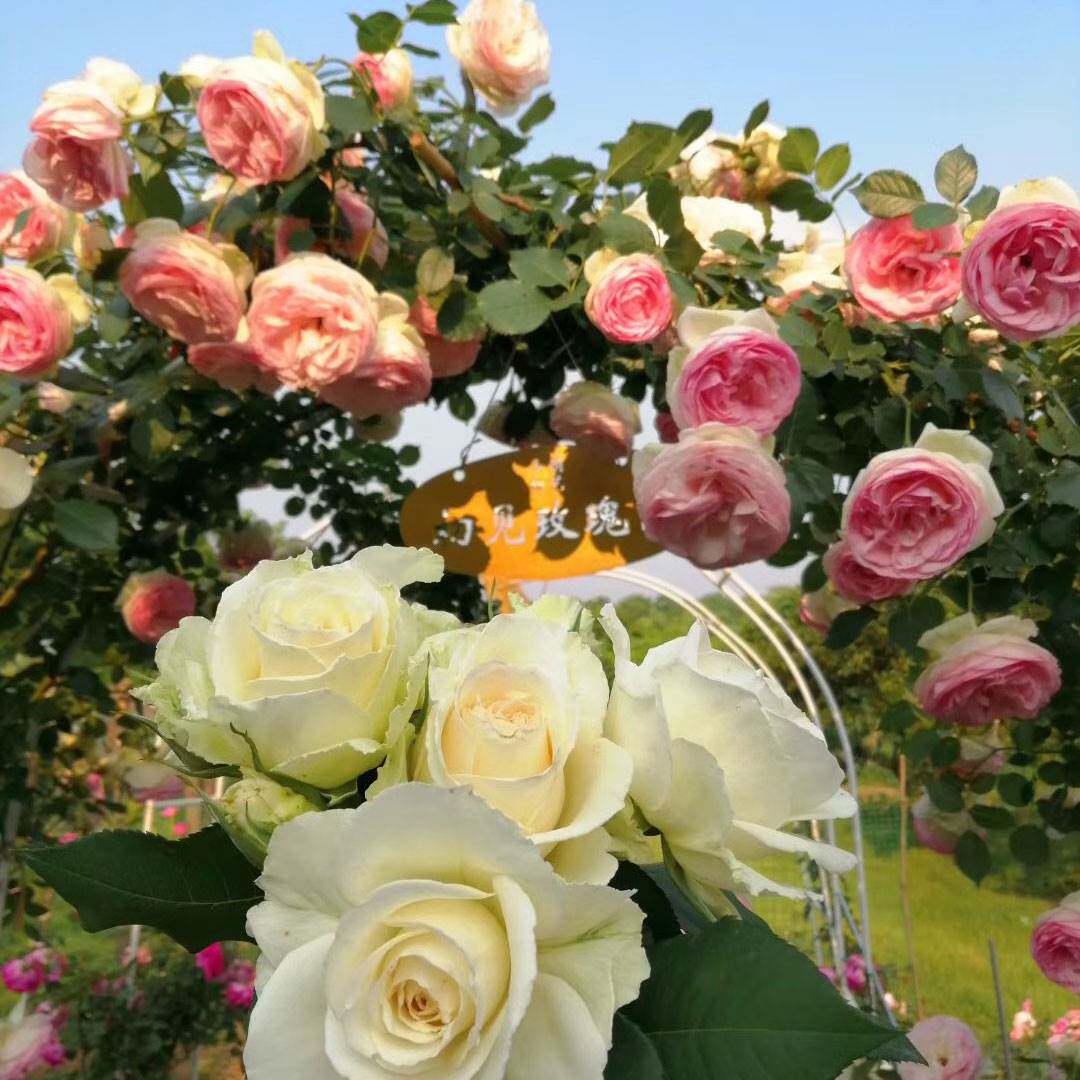 极速四季开花爬藤月季玫瑰大苗欧月E龙沙宝石蔷薇大花庭院花卉盆