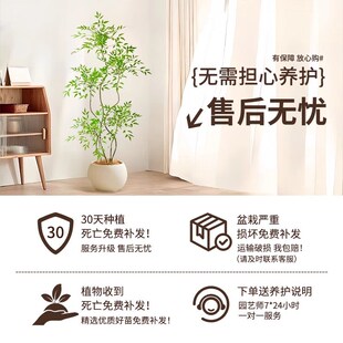 极速造型南天竹客厅沙发边盆栽大型绿植I物办公室内旺宅真花大号