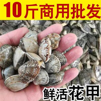 10斤花甲鲜活海鲜水产贝类新鲜花蛤去沙无沙锡纸花甲粉丝餐饮商用