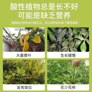 喜酸性植物营养液杜鹃茉莉茶花肥料专用肥开花硫酸亚铁花肥料