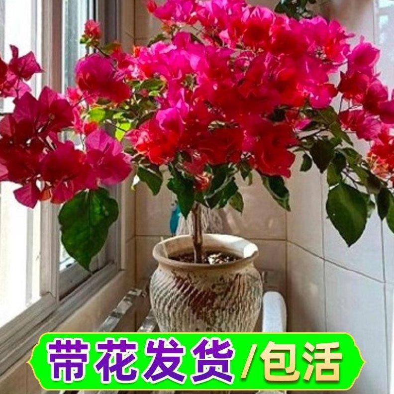 三角梅盆栽带花苞发货漳红樱绿樱马斯精品大苗爬藤植物四季开花卉