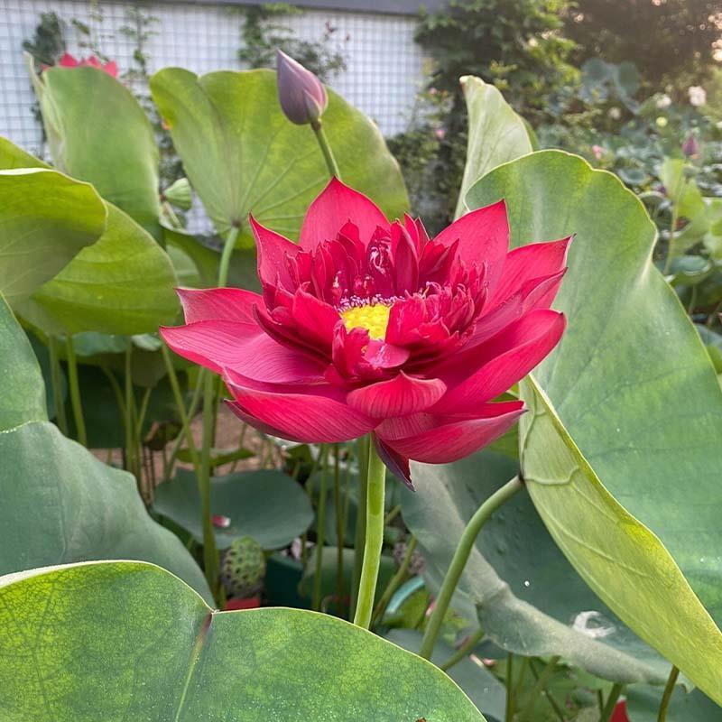 大型观赏荷花苗碗莲根茎莲花池塘睡莲莲藕种苗四季盆栽水养莲藕苗