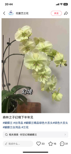 蝴蝶兰瑕疵幻境（森林之子）1.7寸杯宝宝苗