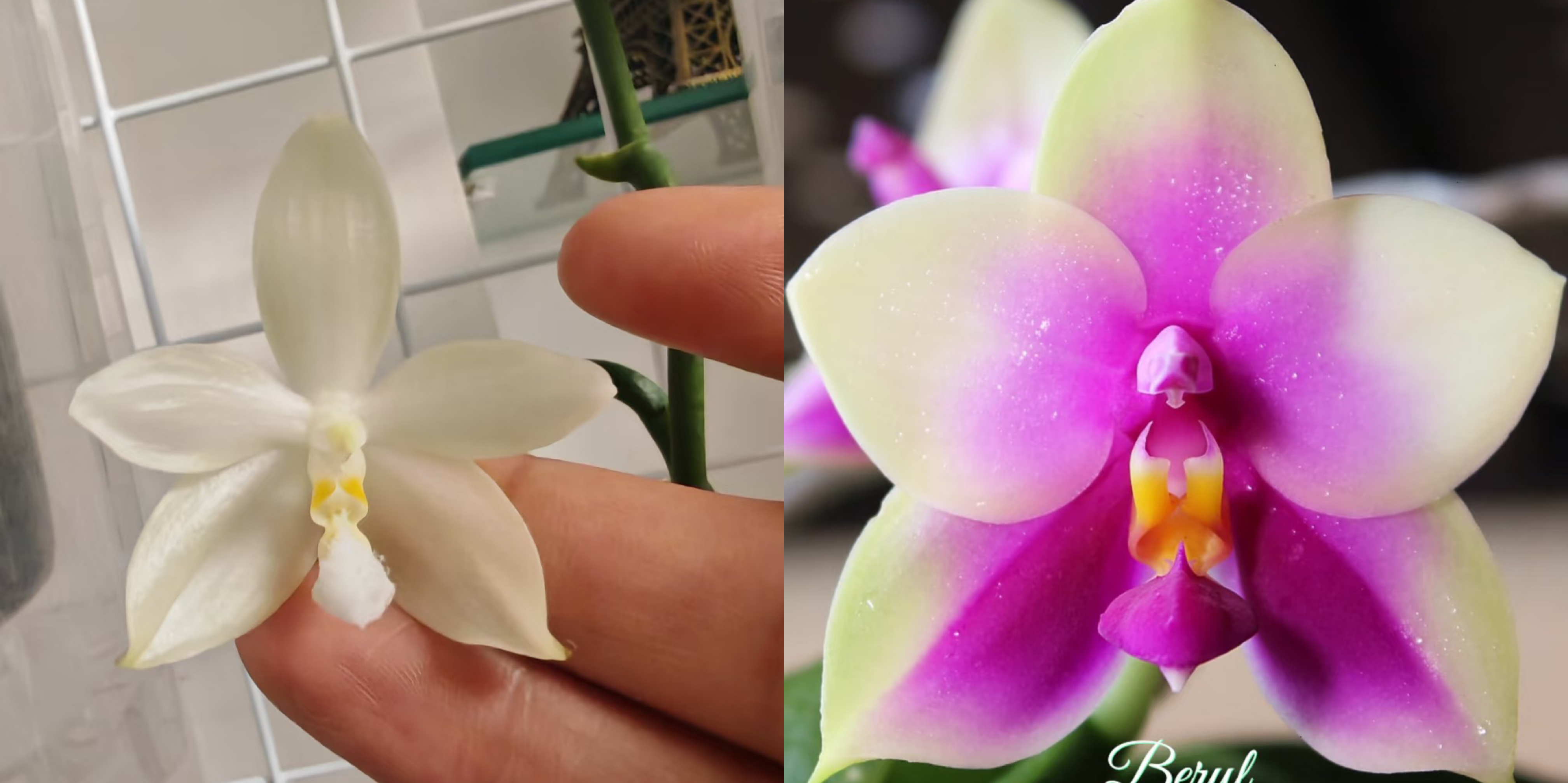 蝴蝶兰原生苗白盾交贝丽娜1.7寸杯宝宝苗