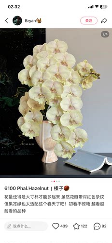 蝴蝶兰榛子3.0寸杯不带花剑