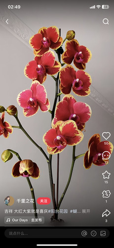 蝴蝶兰金边吉祥2.8寸杯带花剑