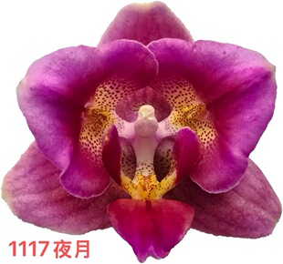 蝴蝶兰1117三唇瓣2.8寸杯不带花剑有几率返祖