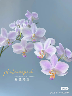 蝴蝶兰 3.0寸加高杯不带花剑 残雪