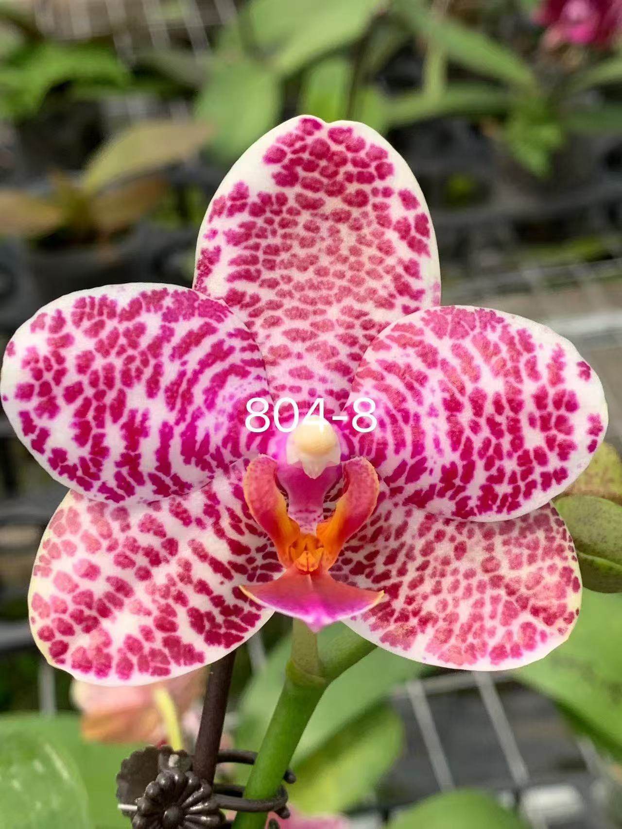 一颗不发蝴蝶兰804-8实生苗2.5寸杯不带花剑,鲜花速递/花卉仿真/绿植园艺,国兰/杂交兰/洋兰类,淘宝优惠券,粉丝福利购,淘宝优惠卷