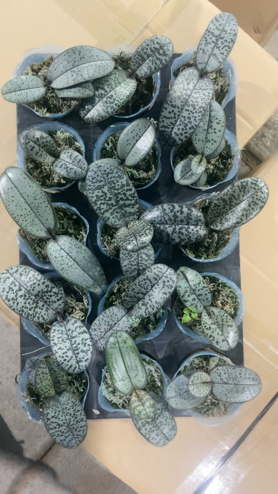 蝴蝶兰【银叶西】2.5寸杯有个别苗子小，有个别叶片有点瑕疵