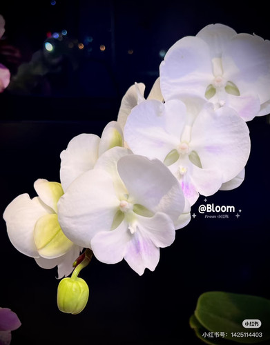 蝴蝶兰月光宝盒3.0寸杯不带花剑