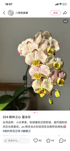 蝴蝶兰星冰乐3.0寸杯不带花剑