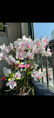 蝴蝶兰蝴蝶兰钢琴师3.0寸加高杯带双花剑