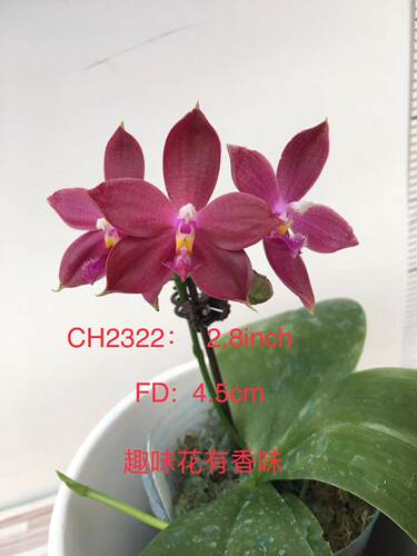 蝴蝶兰2322原生苗1.7寸杯宝宝苗
