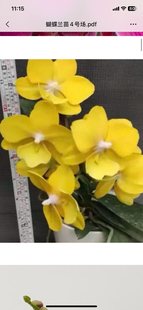 蝴蝶兰处里苗金格格2.8寸杯不带花剑