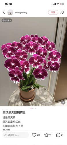 蝴蝶兰美琪黑天鹅3.0寸杯不带花剑