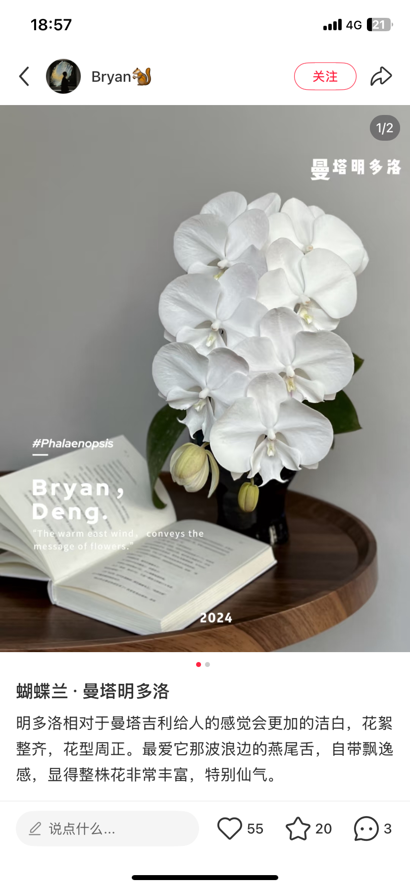 蝴蝶兰曼塔明多洛3.5寸加高杯不带花剑