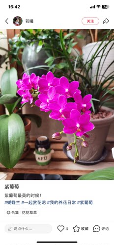 蝴蝶兰紫葡萄（红丁丁）2.8寸杯带花剑带香味