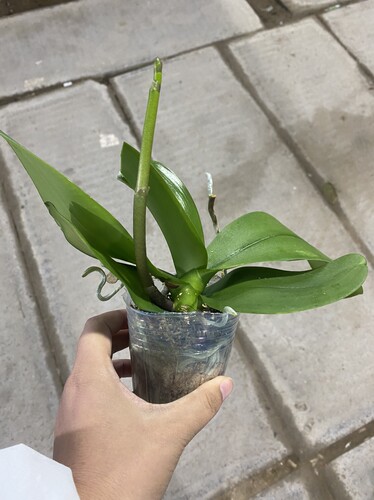 （3颗一组带剑19.90）瑕疵苗2.8寸杯以上非颈腐无售后