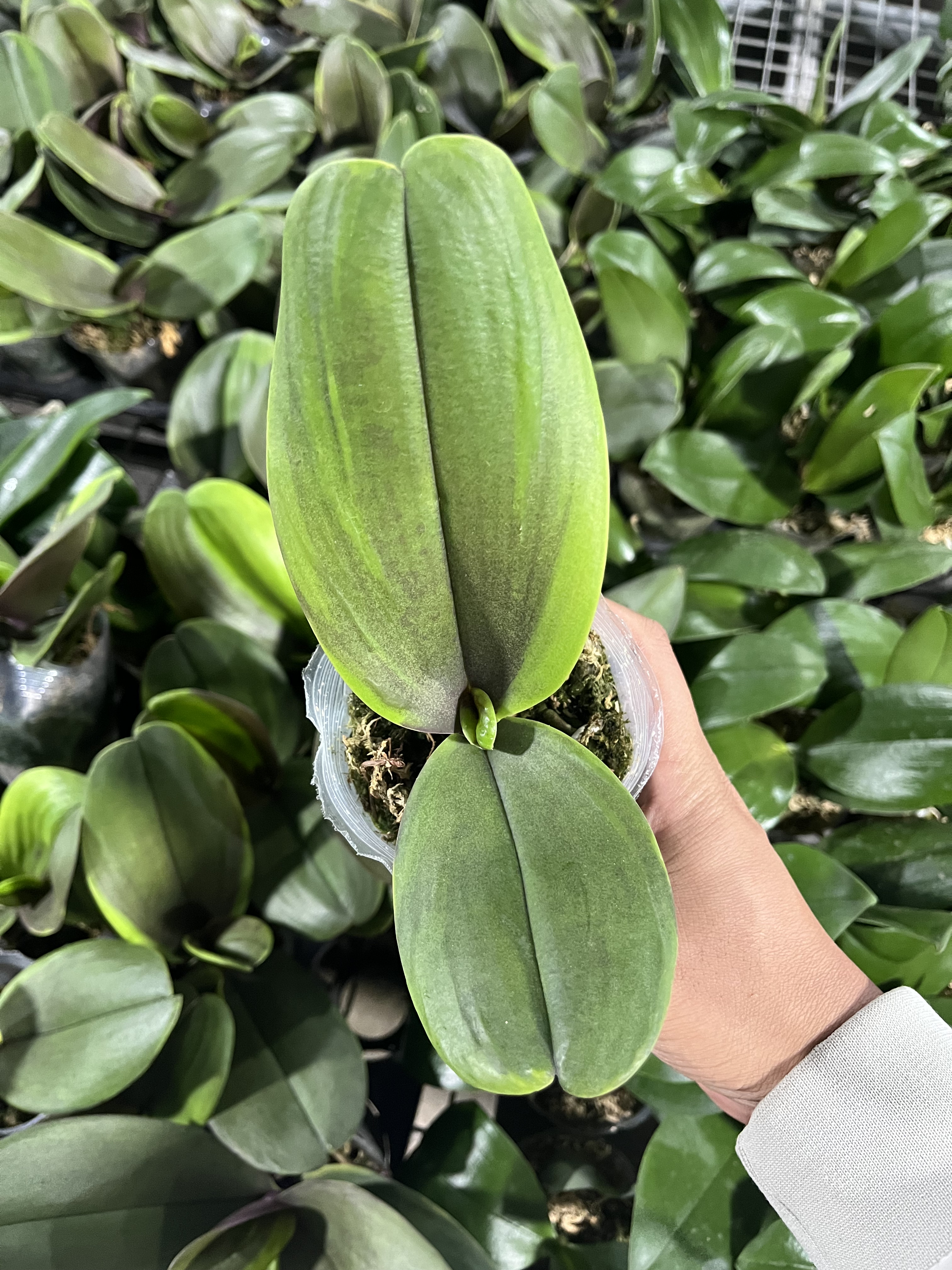 蝴蝶兰叶异满天红2.8寸杯不带花剑