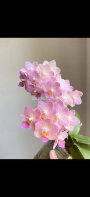 蝴蝶兰逃之夭夭1.7寸杯苗子不大
