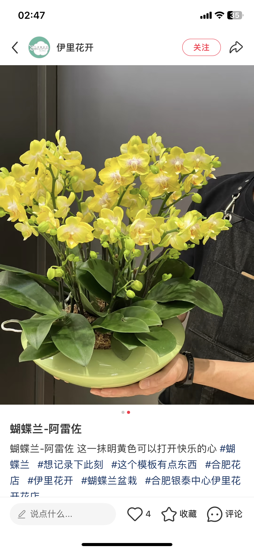 蝴蝶兰阿雷佐 2.8寸带花剑