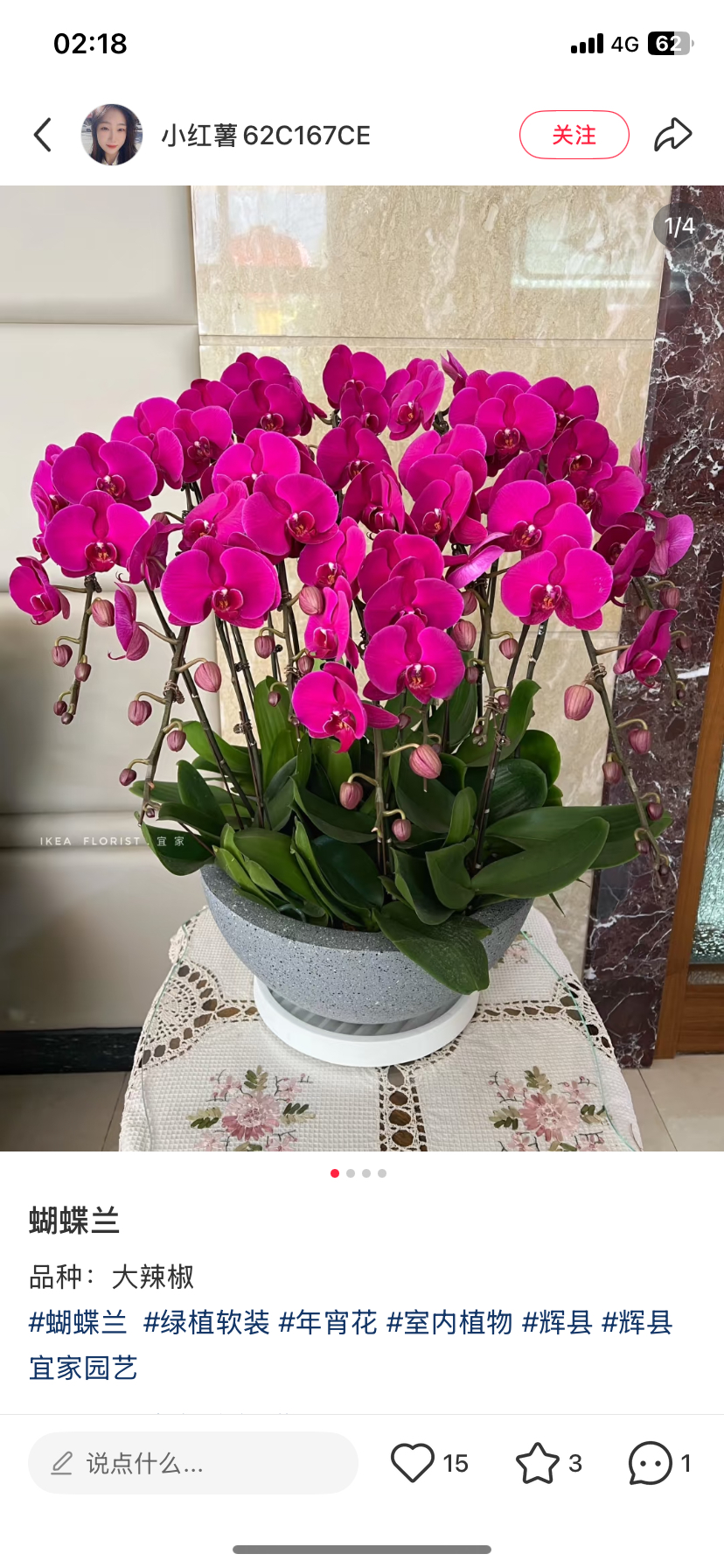 一颗不发蝴蝶兰大辣椒2.8寸杯带花剑（叶片容易开裂介意勿拍）