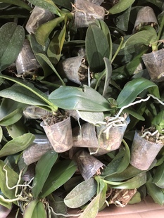 39.9发20颗蝴蝶兰亏本处理瑕疵室内四季 1.7寸杯破损非颈腐无售后