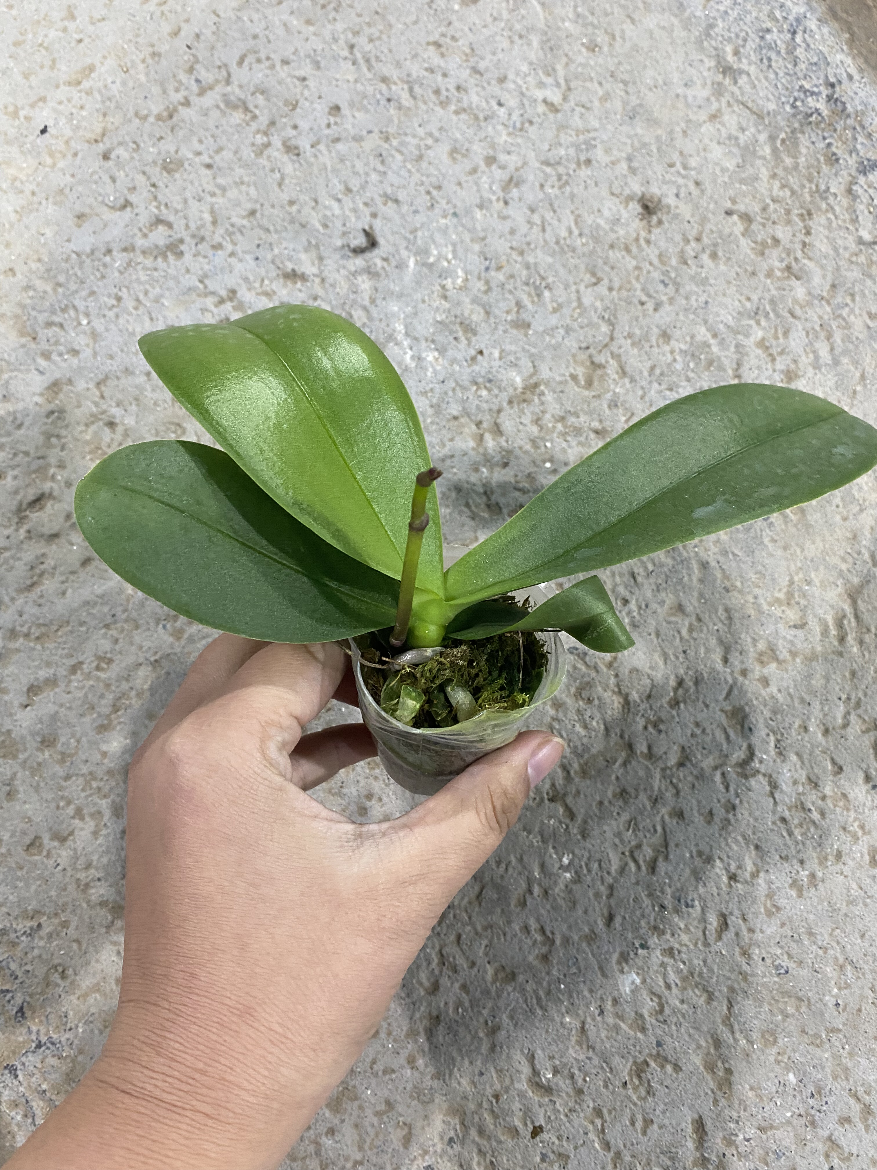 蝴蝶兰带花剑1.7寸杯4颗练手处里苗