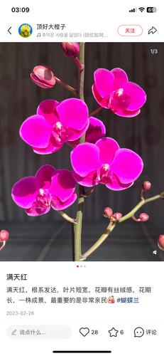蝴蝶兰满天红3.0寸杯不带花剑
