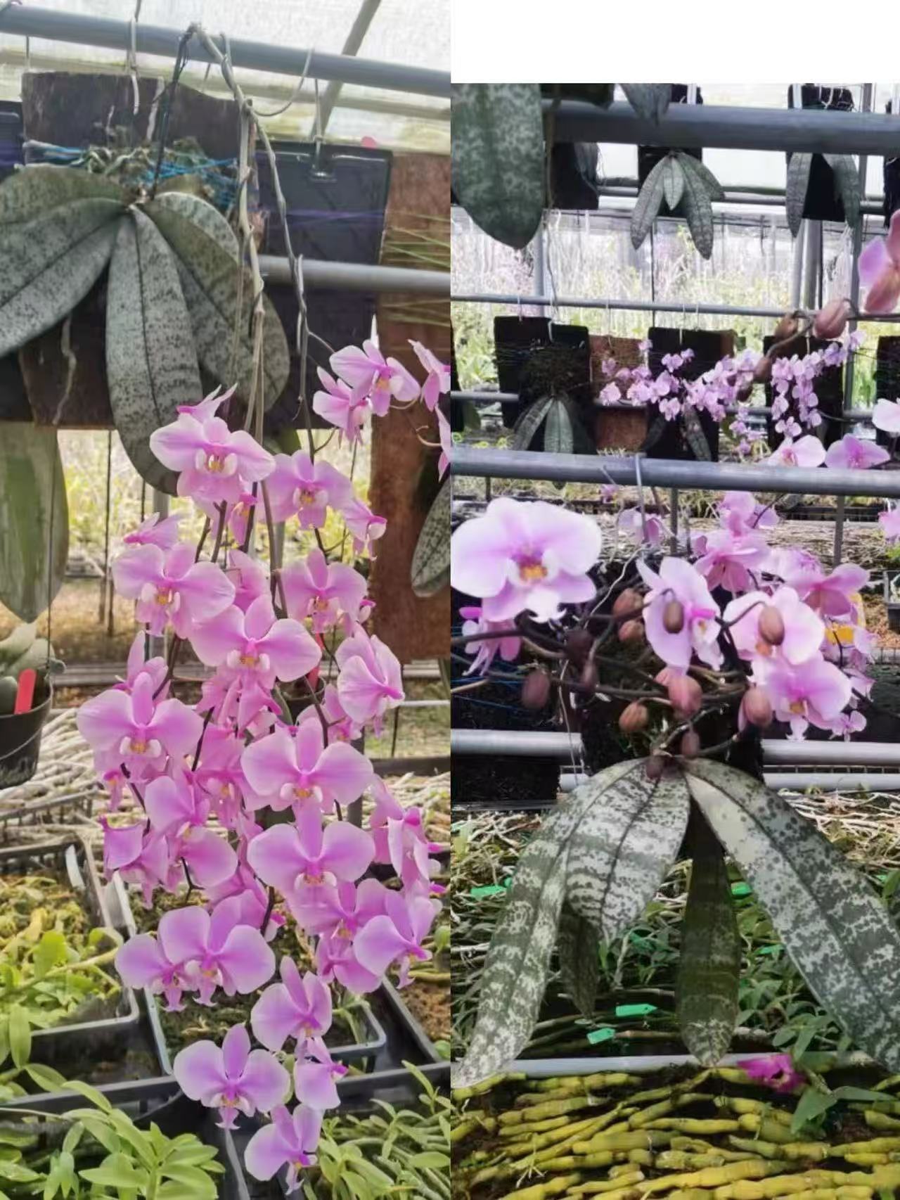 蝴蝶兰银叶交山踩西2.5寸杯成熟苗