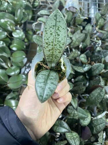 一棵不发带香味蝴蝶兰的西雷利盲盒1.7寸杯宝宝苗子