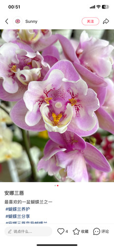 蝴蝶兰安娜三唇瓣变异2.8寸不杯带花剑