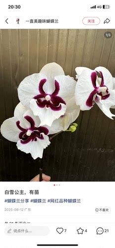 蝴蝶兰白雪公主3.0寸杯不带花剑