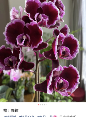 一棵不发蝴蝶兰【拉丁舞裙根系一般】2.8寸杯带花剑