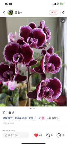 一棵不发蝴蝶兰【拉丁舞裙根系一般】2.8寸杯带花剑