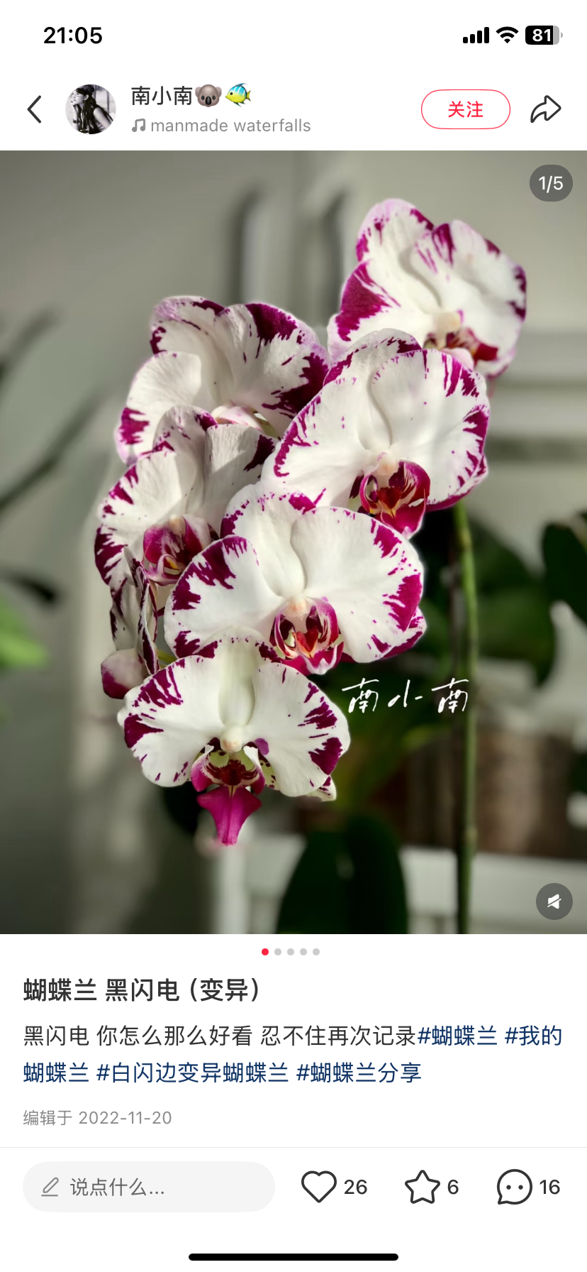 蝴蝶兰黑闪电2.8寸杯带花剑