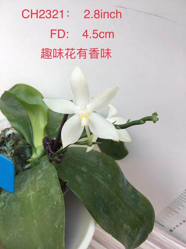 蝴蝶兰2321原生苗1.7寸杯宝宝苗